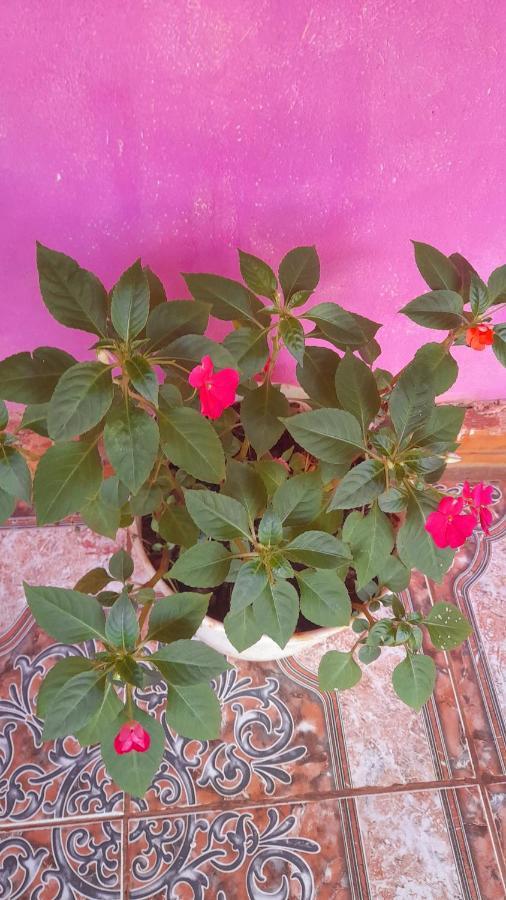 Hostel Loli بويرتو إجوازو المظهر الخارجي الصورة